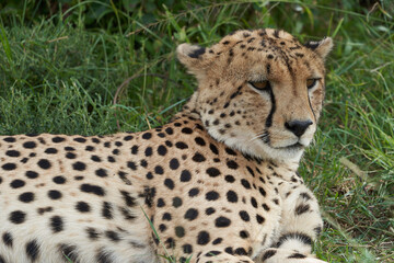 Cheetah Brothers Africa Safari Masai Mara Portrait