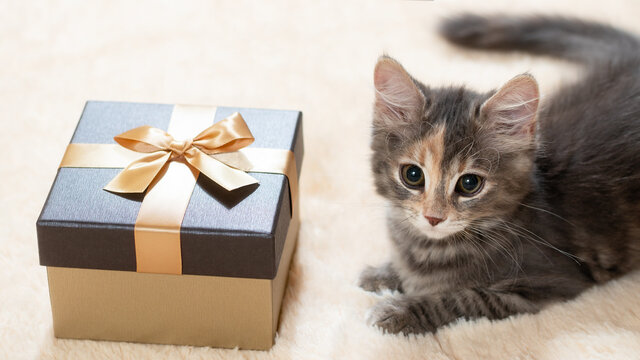 Cute fluffy kitten lies on a cream fur plaid next to a golden gift box