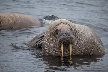 Morsy na południowym Spitsbergenie © blackspeed
