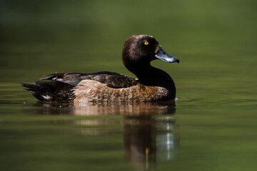 Female of Tufted Duck on a water. Her Latin name is Aythya fuligula.