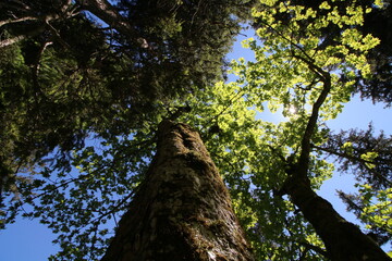 grüne Blätter an einem Baum werden durch die einstrahlende Sonne erhellt