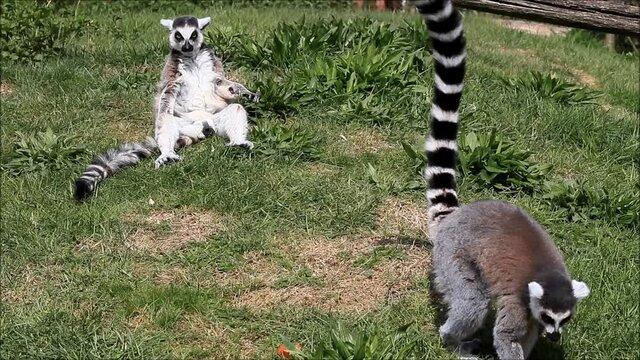 catta lemur monkey on meadow

