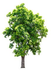 The tree is completely separated from the white ba background Scientific name Dolichandrone serrulata (Wall. ex DC.) Seem.