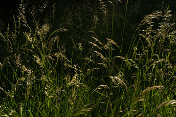 Beautiful close-up of the grass in the meadow seen from the ground