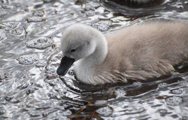 Adorable baby swan/cygnet swimming on the river