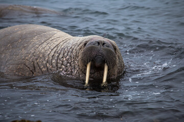 Morsy na południowym Spitsbergenie © blackspeed