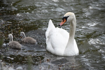 Baby swans/cygnets staying close to their mother on the river