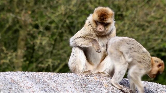 monkey sitting on a rock, Macaca sylvanus 
