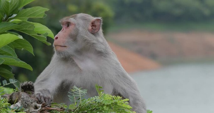 Wild monkey sit on tree