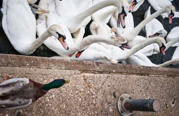 swans on the river