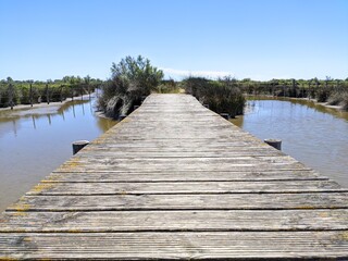 Obraz premium Camargue marécage et oiseau en liberté, flamant rose héron et mouette goéland, animaux sauvage dans le nature avec rizière étang lac mer été france europe tropical Parc Ornithologique du Pont de Gau