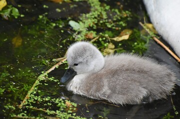 Adorable baby swan/cygnet swimming on the river