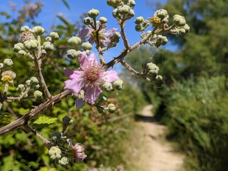 Naklejka premium Camargue marécage et oiseau en liberté, flamant rose héron et mouette goéland, animaux sauvage dans le nature avec rizière étang lac mer été france europe tropical Parc Ornithologique du Pont de Gau