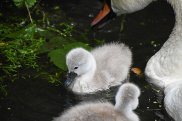 Adorable baby swan/cygnet swimming on the river