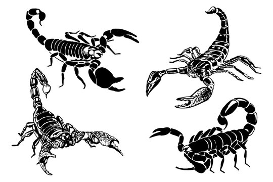 Graphical hand-drawn set of scorpions isolated on white background,vector  illustration for tattoo ,design and printing