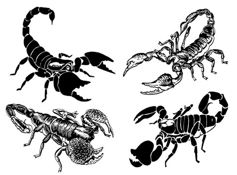 Scorpions Tattoos Images – Browse 6,070 Stock Photos, Vectors, and Video |  Adobe Stock