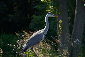 Grey heron Ardea cinerea long legged predatory wading bird heron fishing eating bird