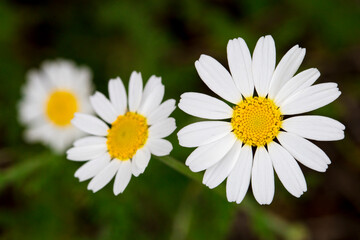 Three daisy flowers close-up on a background of green grass