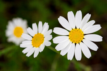 Obraz premium Three daisy flowers close-up on a background of green grass
