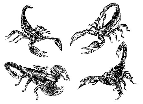 Graphical hand-drawn set of scorpions isolated on white background,vector  illustration for tattoo ,design and printing