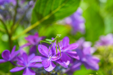紫陽花とカマキリ