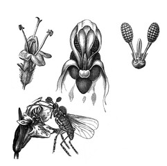 Naklejka premium Orchid (orchis mascula or Empis livida) / Illustration from Brockhaus Konversations-Lexikon 1908 