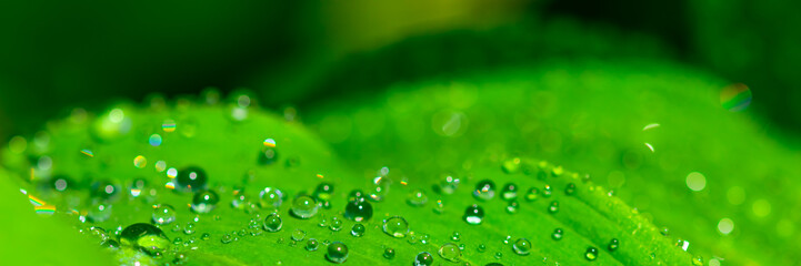 green grass with dew drops