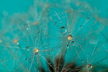 Obraz premium close up of dandelion