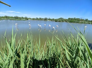 Obraz premium Camargue marécage et oiseau en liberté, flamant rose héron et mouette goéland, animaux sauvage dans le nature avec rizière étang lac mer été france europe tropical Parc Ornithologique du Pont de Gau