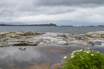 Kamillenblüte an karger Felsküste