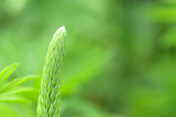 green grass background,copy-space