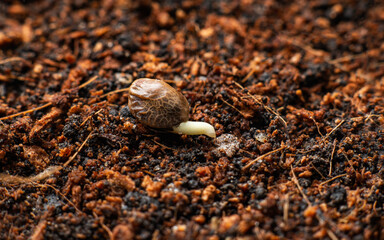 cannabis seed germination and planting marijuana