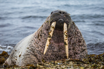 Morsy na południowym Spitsbergenie © blackspeed