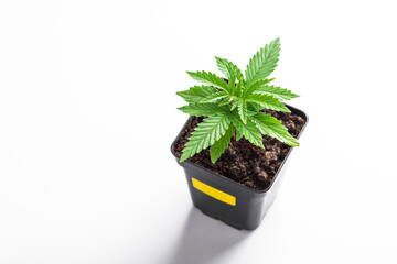 marijuana plant