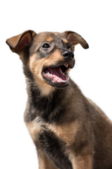 Little fluffy dog puppy on a white isolated background.