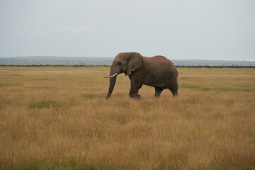 Elephant Group Amboseli - Big Five Safari African bush elephant Loxodonta africana Tusker
