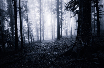 dark scary woods at night