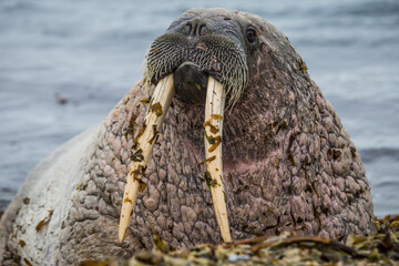 Morsy na południowym Spitsbergenie © blackspeed