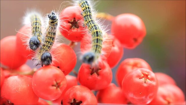 caterpillar Phalera bucephala, Buff-tip
