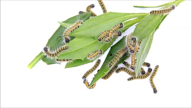 caterpillar Phalera bucephala, Buff-tip
