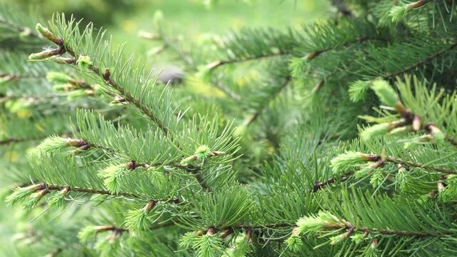 Young spruce with shoots on the garden plot in the spring