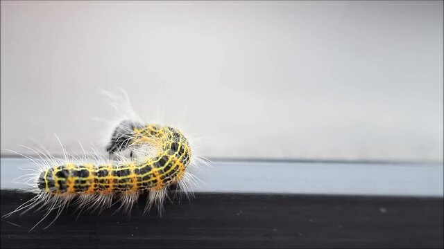 caterpillar Phalera bucephala, Buff-tip
