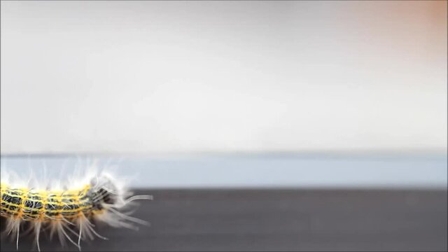 caterpillar Phalera bucephala, Buff-tip
