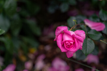 Beautiful pink rose and natural green leaf on the garden. Natural, garden.