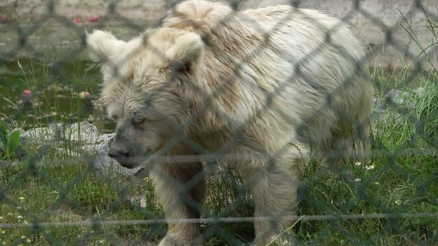 Bear in captivity