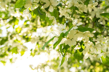 Apple blossom with sunlight, springtime. Copy space