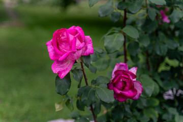 Beautiful pink rose and natural green leaf on the garden. Natural, garden.