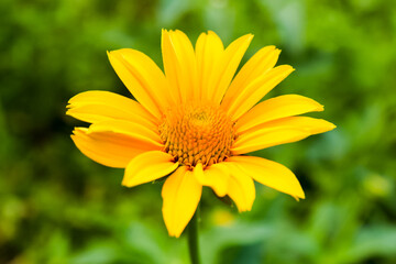 Beautiful bright yellow flower among green leaves. Summer. Close-up