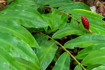 Beautiful red tropical single flower of Shampoo Ginger (Zingiber zerumbet) in a green lush forest foliage