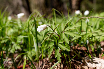 Büschwindröschen im kalten Wald